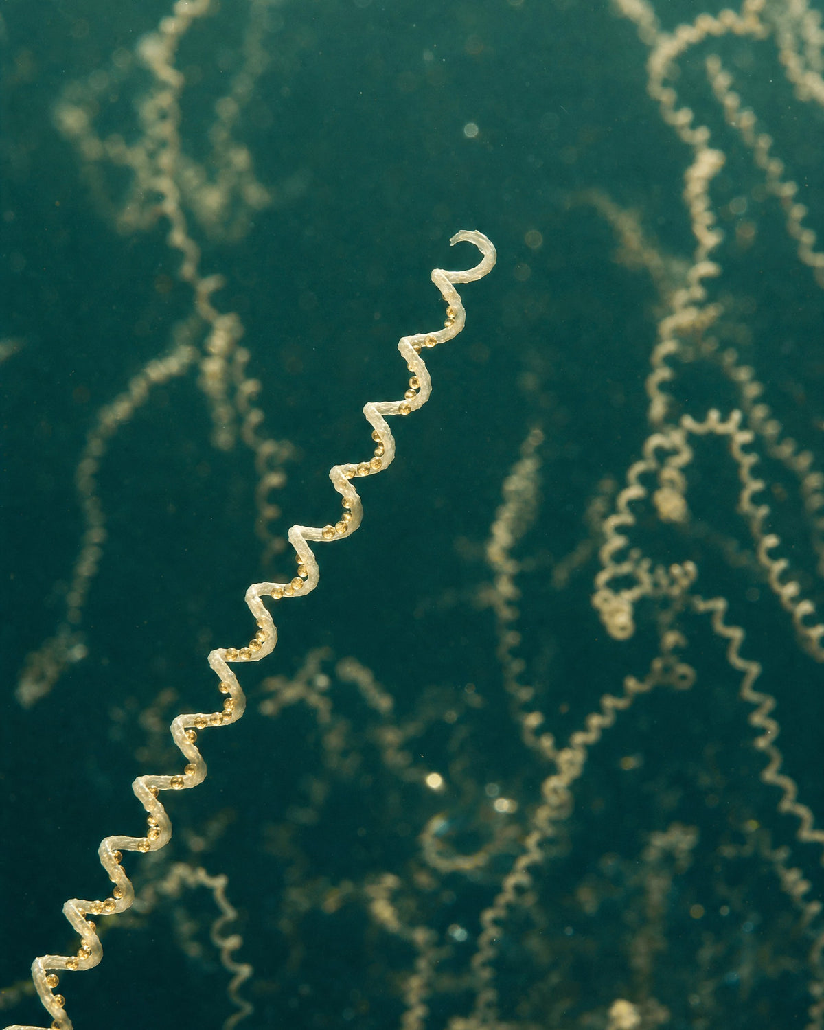 Spiruline enrichie : focus sur les bénéfices