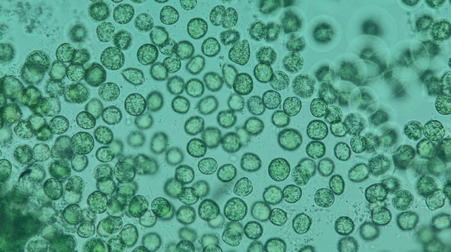 La Chlorella