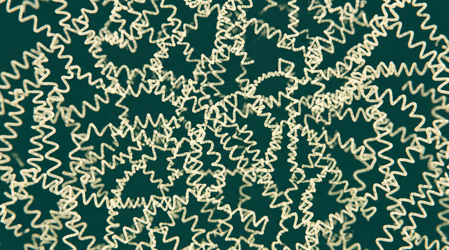 La Spiruline
