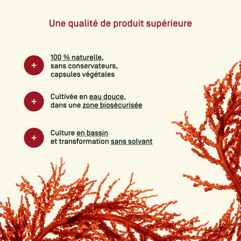 Astaxanthine — l'algue