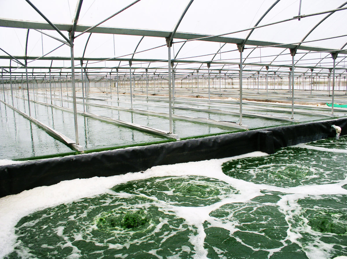 Ajout de nutriments dans le bassin de culture de la spiruline